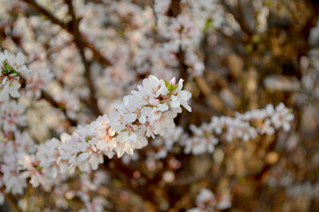 Prunus tomentosa. Felt cherry, Chinese cherry. Spring landscape with cherry