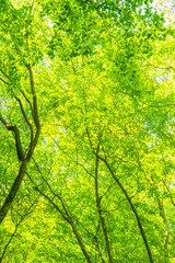 Fototapeta premium 新緑の森 森林浴