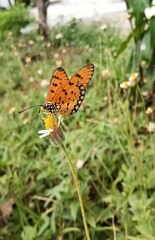 Obraz premium butterfly on flower