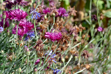 Cornflower blue, pink. Centaurea. Beautiful floral abstract background of nature. Summer landscape