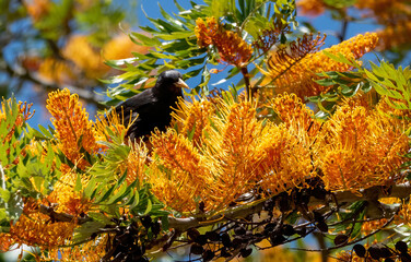 Gralha de bico amarelo da espécie Pyrrhocorax graculus a colher néctar de flores de Grevillea robusta