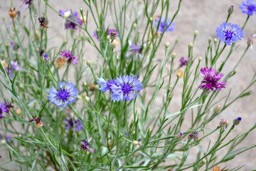 Cornflower blue, pink. Beautiful floral abstract background of nature. Centaurea. Summer landscape