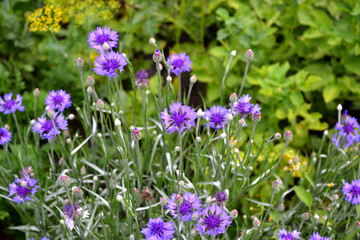 Obraz premium Centaurea. Cornflower blue, pink. Beautiful floral abstract background of nature. Summer landscape. Natural background. Flowering