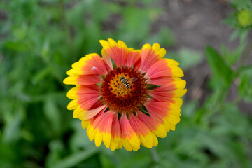 Gaillardia pulchella (firewheel, Indian blanket, Indian blanketflower, or sundance