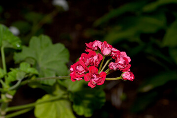 Obraz premium Perennial herbaceous or semi-shrub plants. Pelargonium, Geranium. Beautiful floral abstract background of nature. Summer landscape. Bushes of red pelargonium. Summer flowerbed, garden