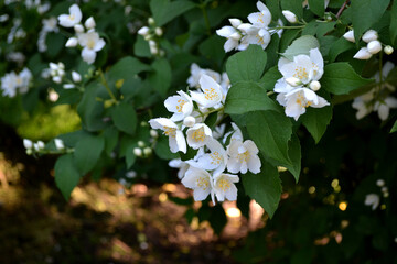 Jasmine bush, jasmine flowers. Beautiful floral abstract background of nature. Spring landscape....