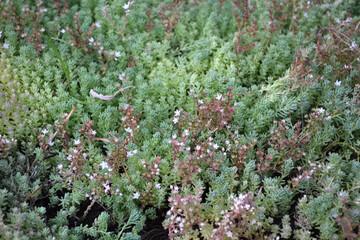 Fototapeta premium Beautiful herbal abstract background of nature. Sedum. Stonecrop