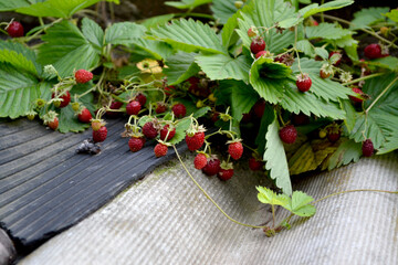 Beautiful background of nature. Fragaria vesca. Bushes of strawberry. Red berries of wild strawberry