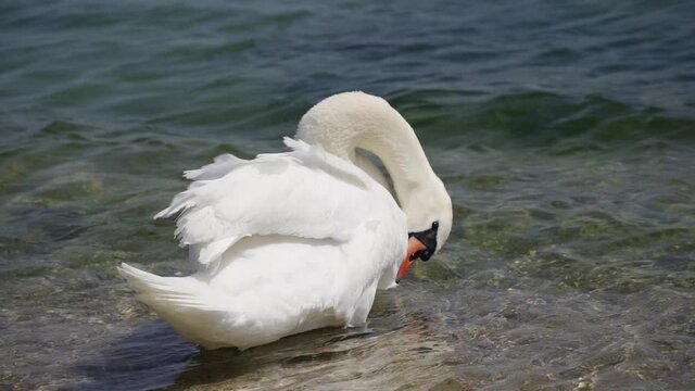 Birds - Mute Swans ( Cygnus olor )wash themselves in water and clean their feathers on a sunny spring morning. Close-up.