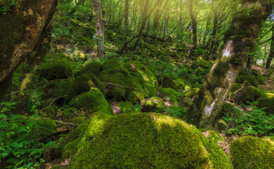 Many stones covered with moss lying in the forest