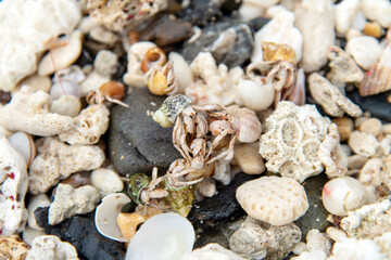 ヤドカリのクローズアップ