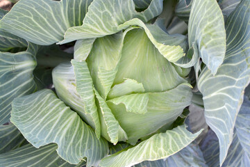 Fototapeta premium Brassica oleracea. Beautiful vegetable abstract background of nature
