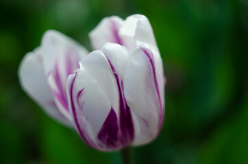 Fototapeta premium White and red tulip background. White red tulip in green foliage. Red and white tulips. Darwin hybrid tulip