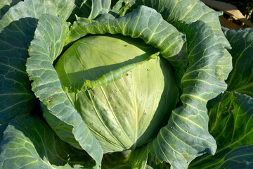 Fototapeta premium Brassica oleracea. White cabbage. Beautiful vegetable abstract background of nature. Summer landscape