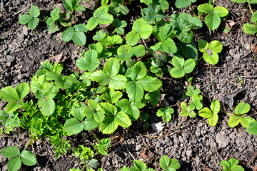 Fragaria ananassa. Fragaria viridis. Beautiful berry abstract background of nature