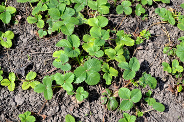 Fragaria ananassa. Fragaria viridis. Beautiful berry abstract background of nature. Summer landscape. White strawberry flowers. Tasty and healthy. Green leaves. Farm