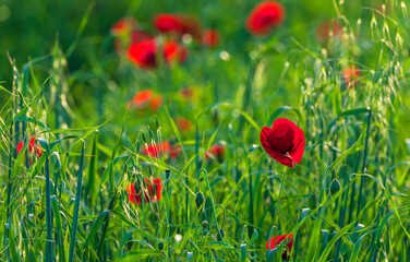 Poppy field at sunset. Poppy close-up