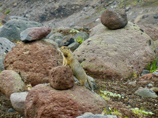 Gophers and eureka