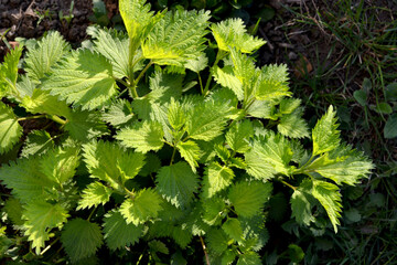 Beautiful herbal background of nature. Nettle. Urtica dioica