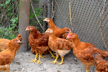 Growing chickens in a chicken coop. Agriculture, poultry. Farm, field, garden