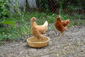 Growing chickens in a chicken coop. Agriculture, poultry. Farm, field, garden