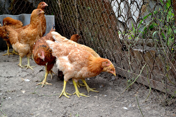 Growing chickens in a chicken coop. Agriculture, poultry. Farm, field, garden