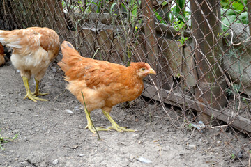 Growing chickens in a chicken coop. Agriculture, poultry. Farm, field, garden