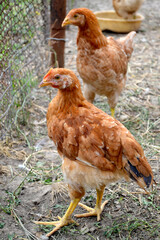 Growing chickens in a chicken coop. Agriculture, poultry. Farm, field, garden