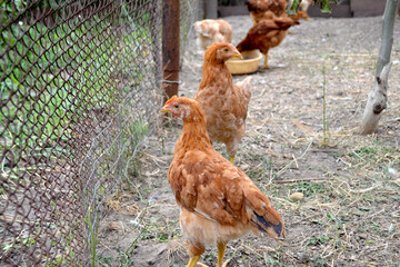 Growing chickens in a chicken coop. Agriculture, poultry. Farm, field, garden