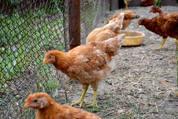 Growing chickens in a chicken coop. Agriculture, poultry. Farm, field, garden