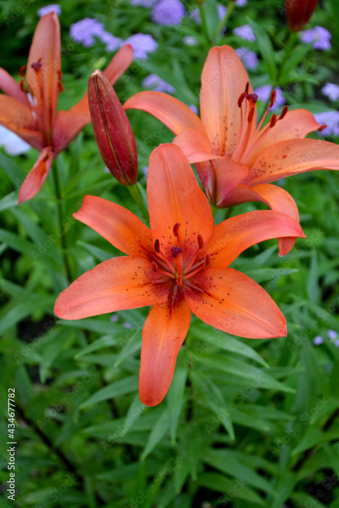 Wall mural Lily. Lilium. Luxurious large flowers in a pleasant smell. Beautiful flower abstract background of nature. Summer landscape. Perennial. Beautiful orange flowers. Summer