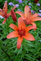 Lily. Lilium. Luxurious large flowers in a pleasant smell. Beautiful flower abstract background of nature. Summer landscape. Perennial. Beautiful orange flowers. Summer
