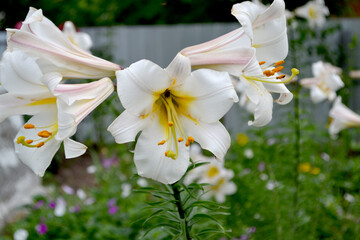 Fototapete bei efototapeten.de bestellen   