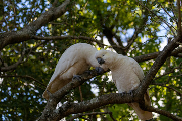 Cackatoos in a tree cuddling and grooming each other