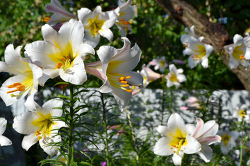 Fototapete bei efototapeten.de bestellen   