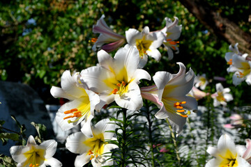 Fototapete bei efototapeten.de bestellen   