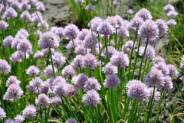 Obraz premium Perennial herbaceous plant. Decorative bow. Allium schoenoprasum. Beautiful flower abstract background of nature. Summer landscape. Floriculture