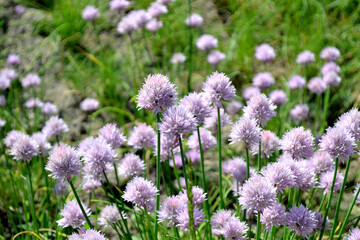 Allium schoenoprasum. Decorative bow. Perennial herbaceous plant. Beautiful flower abstract background of nature. Summer landscape. Floriculture