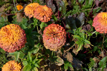 Gardening. Flower Zinnia. Beautiful flower abstract background of nature. Summer landscape. Zinnia, a genus of annual and perennial grasses and dwarf shrubs of the Asteraceae family. Summer flower