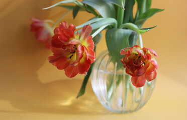 Red and yellow tulips in a transparent vase on a yellow background.