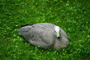 grey duck on the grass reting