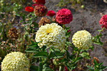 Flower Zinnia. Beautiful flower abstract background of nature