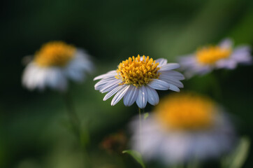 Close-up view of daisy flower in bloom