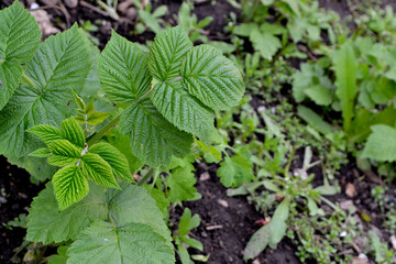 Rubus idaeus. Raspberry ordinary. Beautiful green abstract background of nature. Spring landscape. Rubus genus of the family Rosaceae. Young shoots. Green