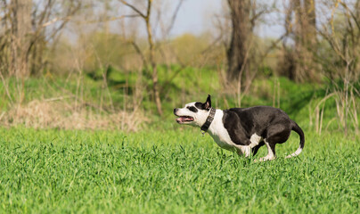 American Pit Bull Terrier dog running in the green
