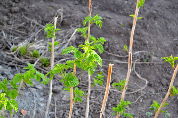 Beautiful green abstract background of nature. Raspberry ordinary. Rubus idaeus. Spring landscape. Rubus genus of the family Rosaceae. Young shoots. Green