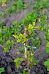 Raspberry ordinary. Rubus idaeus. Beautiful green abstract background of nature. Spring landscape. Rubus genus of the family Rosaceae. Young shoots