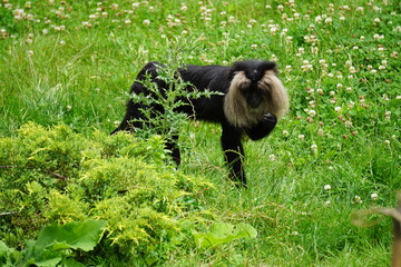 black macaque strolling in the grass at the zoo