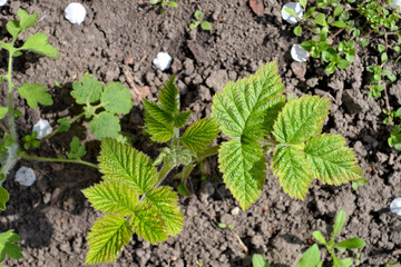 Raspberry ordinary. Rubus idaeus. Beautiful background. Spring landscape. Rubus genus of the family Rosaceae. Young shoots