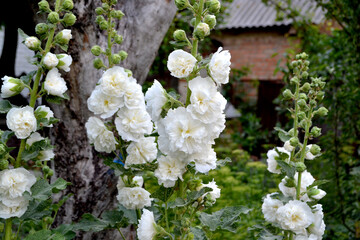 Alcea Large, curly flowers. Mallow. Malva. Beautiful flower abstract background of nature